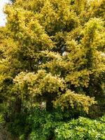 noir acacia arbre photo