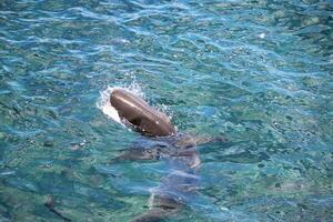 requin baleinier en bronze photo