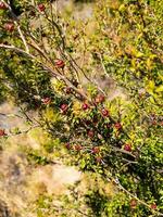 coprosme buisson dans Nouveau zélande photo