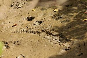 crocodile dans Australie photo