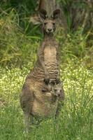 kangourou gris de l'est photo