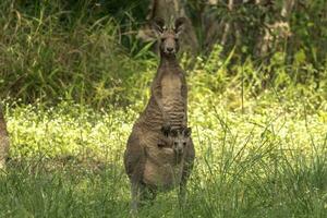 kangourou gris de l'est photo