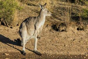 kangourou gris de l'est photo