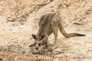 kangourou gris de l'est photo