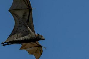 en volant Renard fruit chauve souris photo