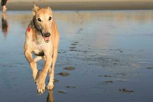 mignonne levrette chien photo