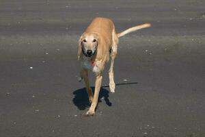 mignonne levrette chien photo