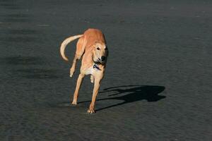 mignonne levrette chien photo