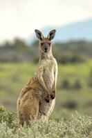 rouge kangourou dans Australie photo