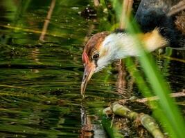 à huppe Jacana dans Australie photo