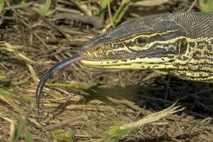 de gould moniteur dans Australie photo