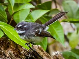 gris fantail dans Australie photo