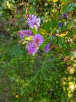 hebe plante et fleur photo