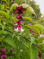 himalayen chèvrefeuille fleurs photo