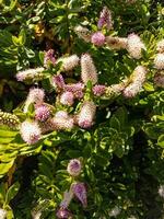 hebe plante et fleurs photo