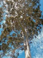 des arbres dans grovetown Nouveau zélande photo