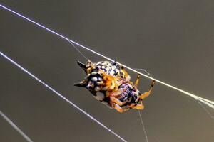 bijou araignée dans Australie photo