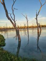 lara marécages, Queensland Australie photo