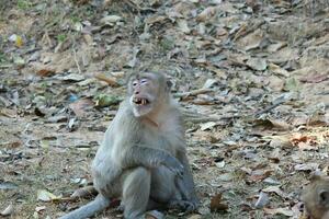 singe macaque à longue queue photo