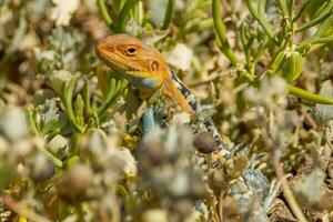 peint dragon dans Australie photo