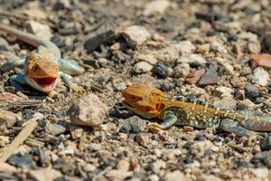 peint dragon dans Australie photo