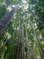 paronelle parc, Queensland Australie photo