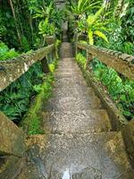 paronelle parc, Queensland Australie photo