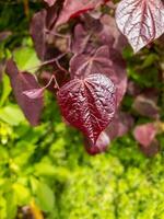 redbud plante dans Nouveau zélande photo