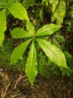 schefflera digitata dans Nouveau zélande photo