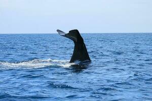 sperme baleine dans Nouveau zélande photo