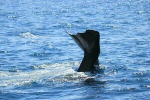 sperme baleine dans Nouveau zélande photo