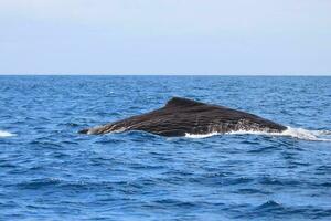 sperme baleine dans Nouveau zélande photo