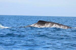 sperme baleine dans Nouveau zélande photo