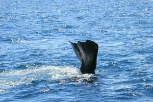 sperme baleine dans Nouveau zélande photo