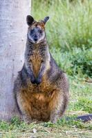 tasmanien pademelon dans Australie photo