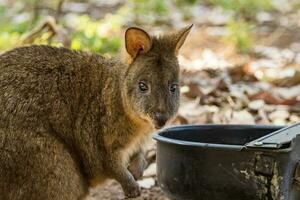 tasmanien pademelon dans Australie photo