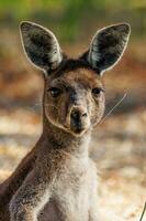 kangourou gris de l'ouest photo