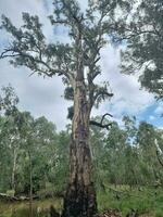 wonga marécages, victoria Australie photo