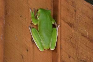 à lèvres blanches grenouille dans Australie photo