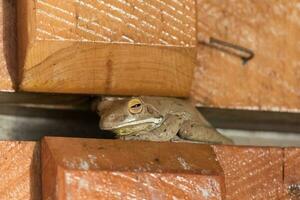 à lèvres blanches grenouille dans Australie photo