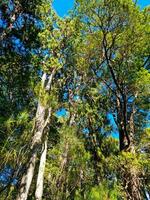 Queensland forêt tropicale Australie photo