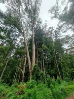 Queensland forêt tropicale Australie photo