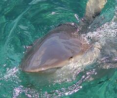 requin baleinier en bronze photo