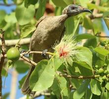 casqué friarbird dans Australie photo