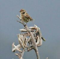 redpoll bouvreuil dans australasie photo