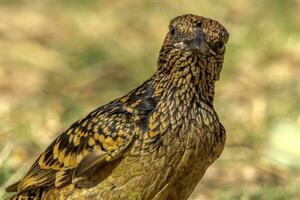 occidental oiseau tordu dans Australie photo