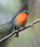 flamme Robin dans Australie photo