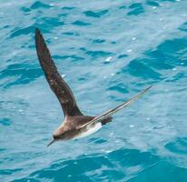 flottant puffin dans Nouveau zélande photo