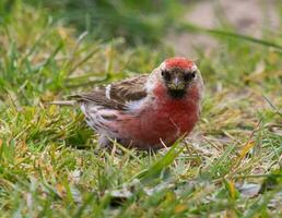 commun redpoll bouvreuil photo