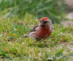 commun redpoll bouvreuil photo